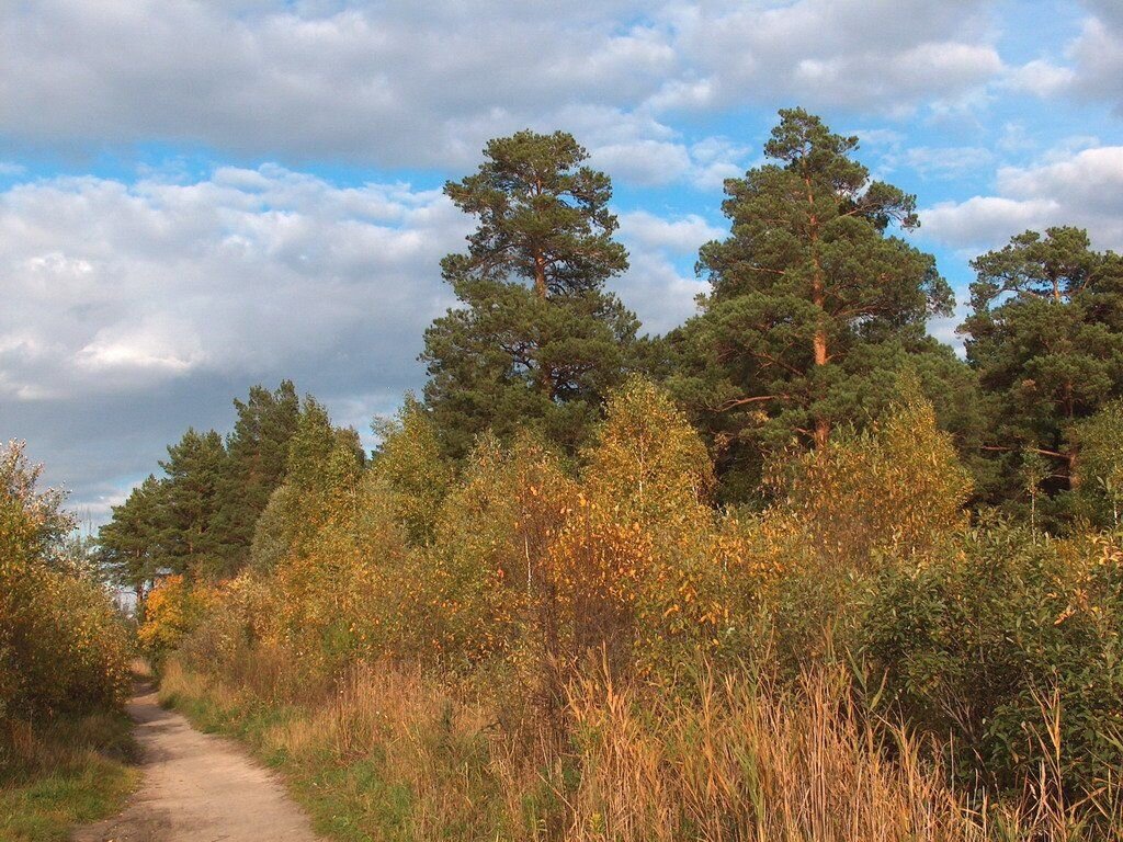 Золотая осень