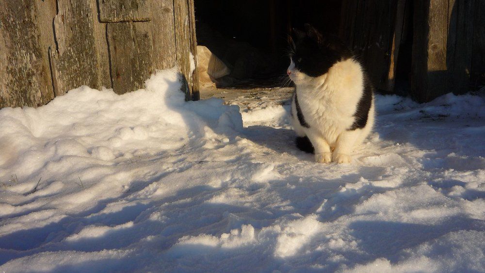 Кот по имени - Кот