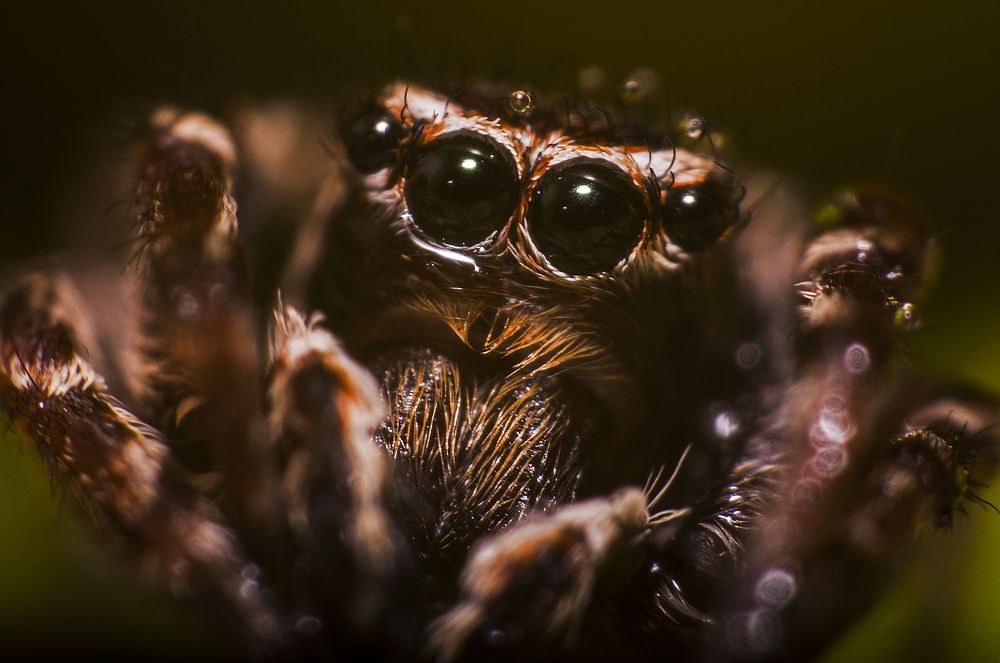 Во все глаза