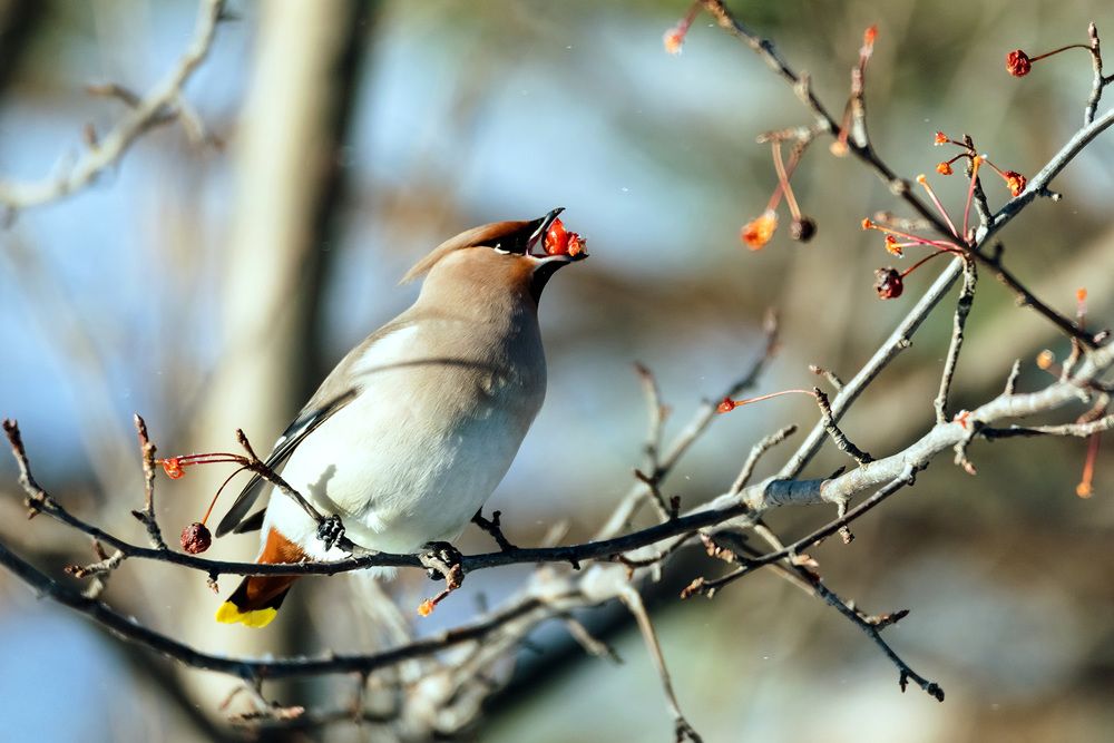 Время обеда