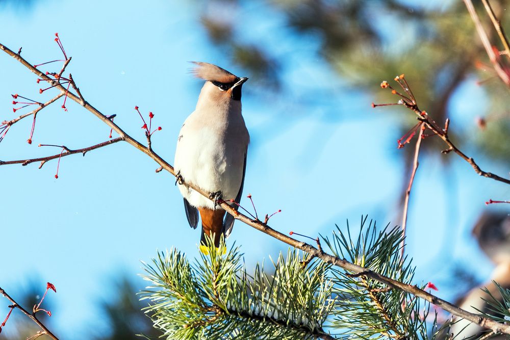 Свиристель