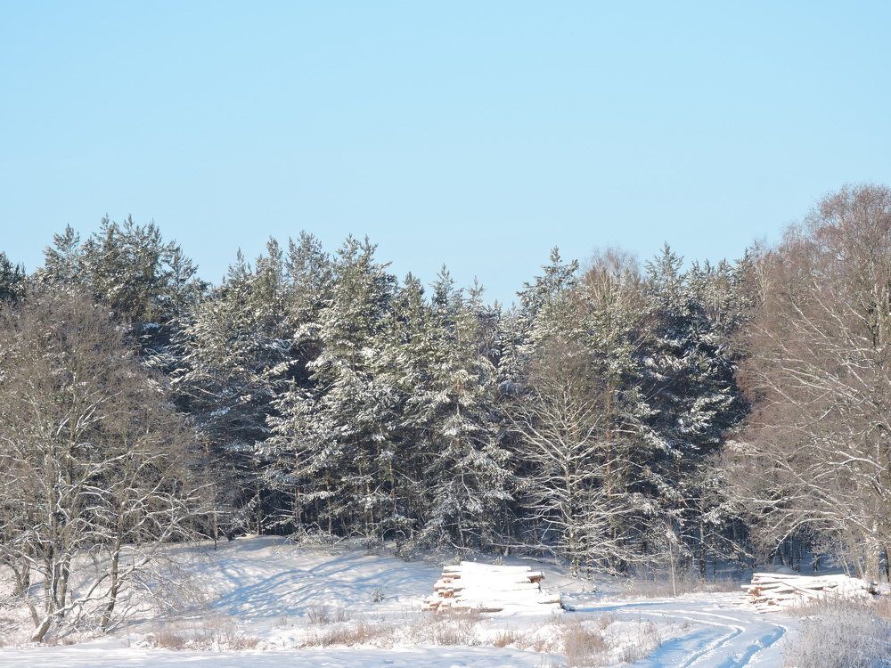 Сосны в снегу