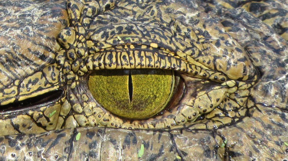 The Eye Of The Crocodile