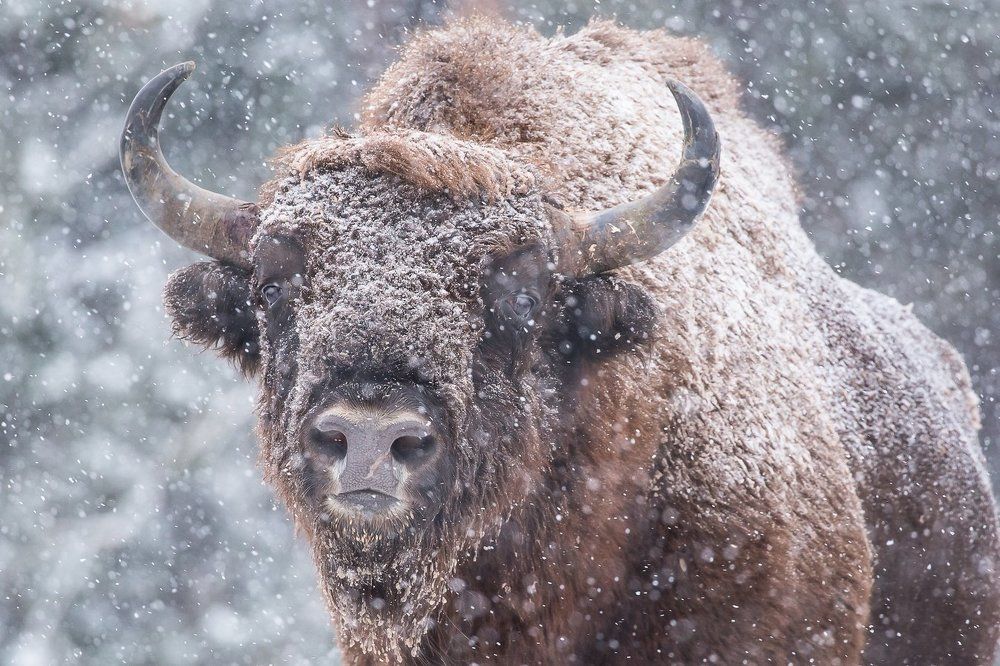 Заснежило. Зубр.