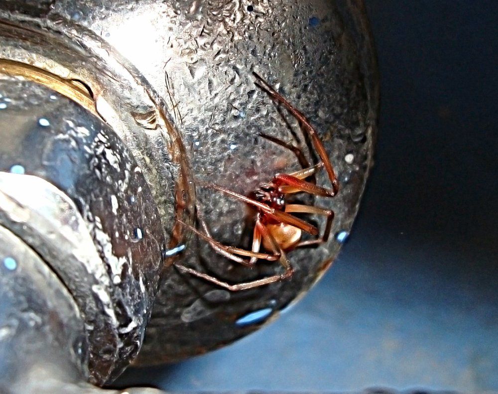 plumbing, insect, spider, photo