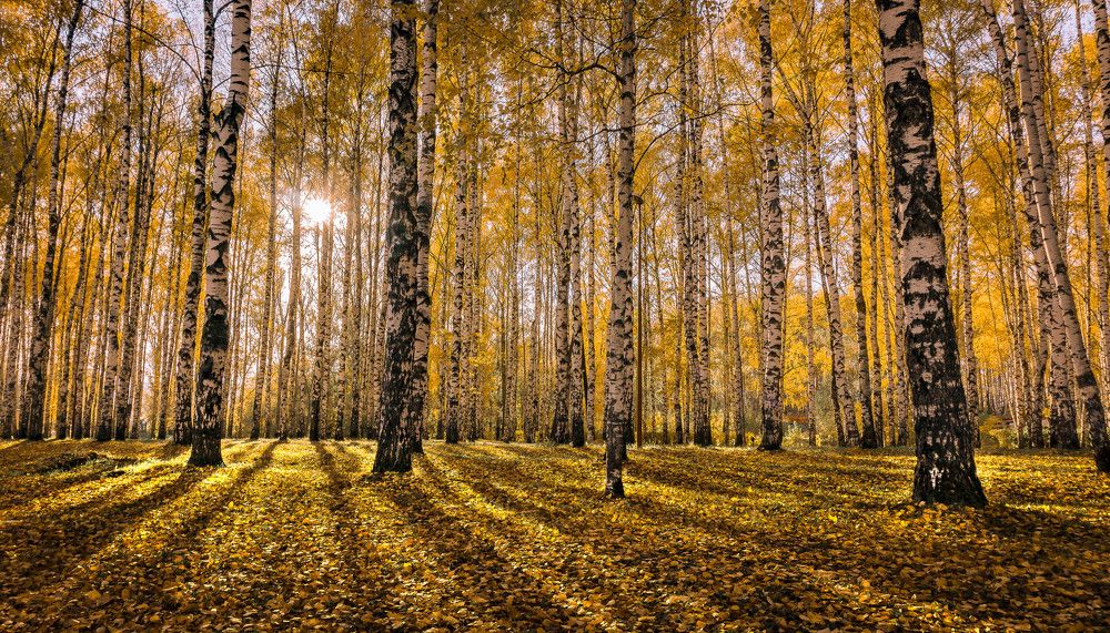 Осень за работой