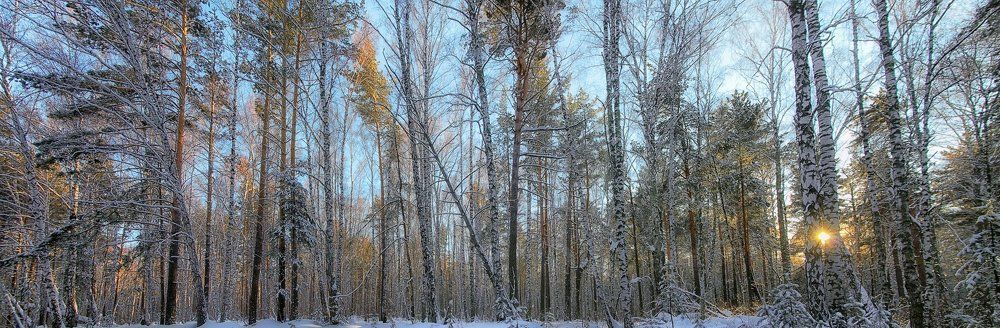 Свет в лесу