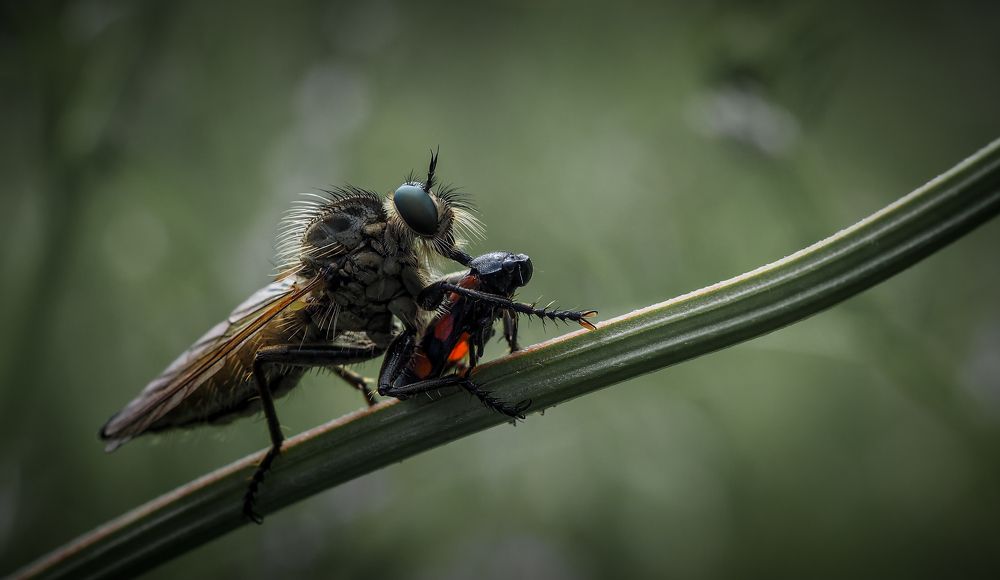 Photograph by Красимир Панчев
