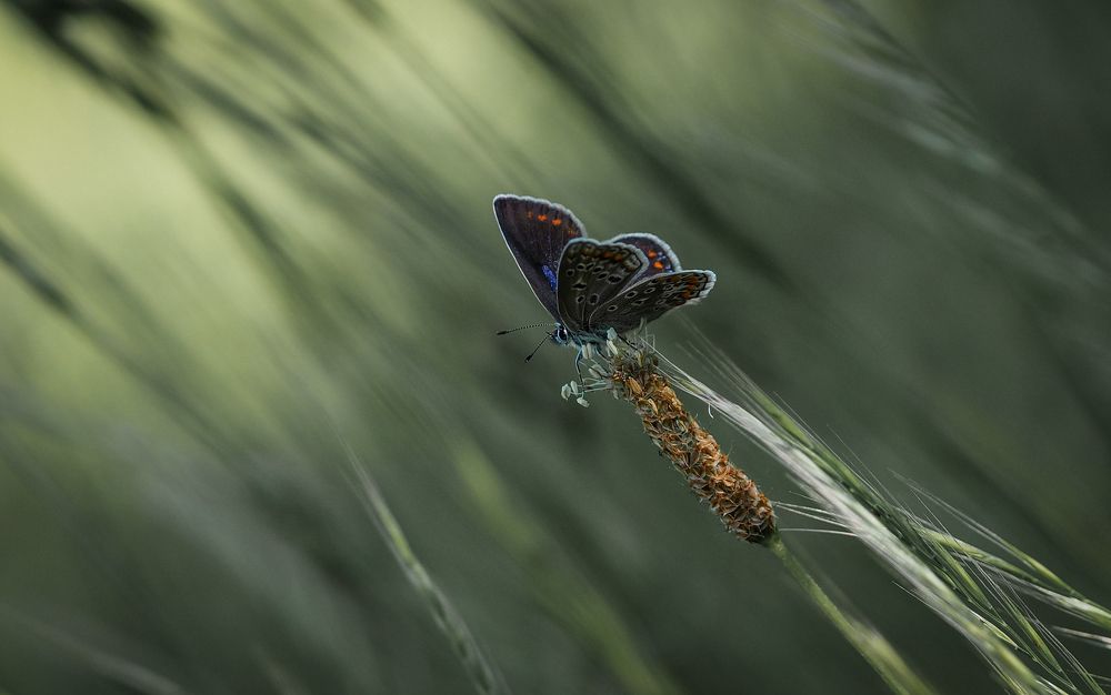 Photograph by Красимир Панчев