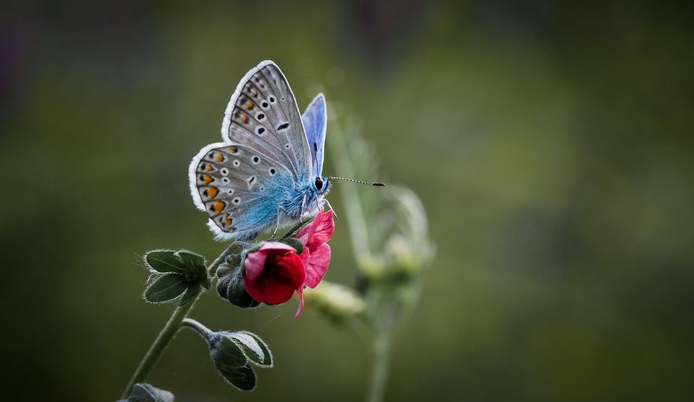 Photograph by Красимир Панчев