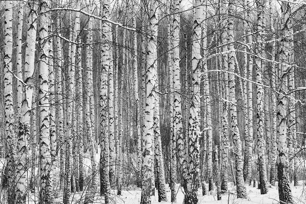 Березовая роща...