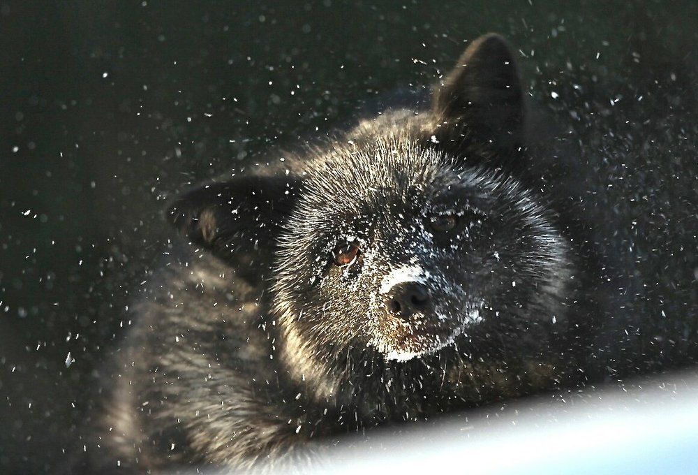 Лиса в снежинках