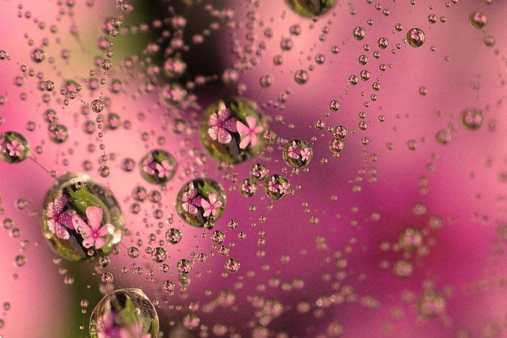 millions of stars in our nature's galaxy .... Every dew-drop and rain-drop had a whole heaven within it...It sparkles with a thousand dewdrops, each one a world in itself that you can enter...i love to click dew droplets...i click this photo at Name of Lo