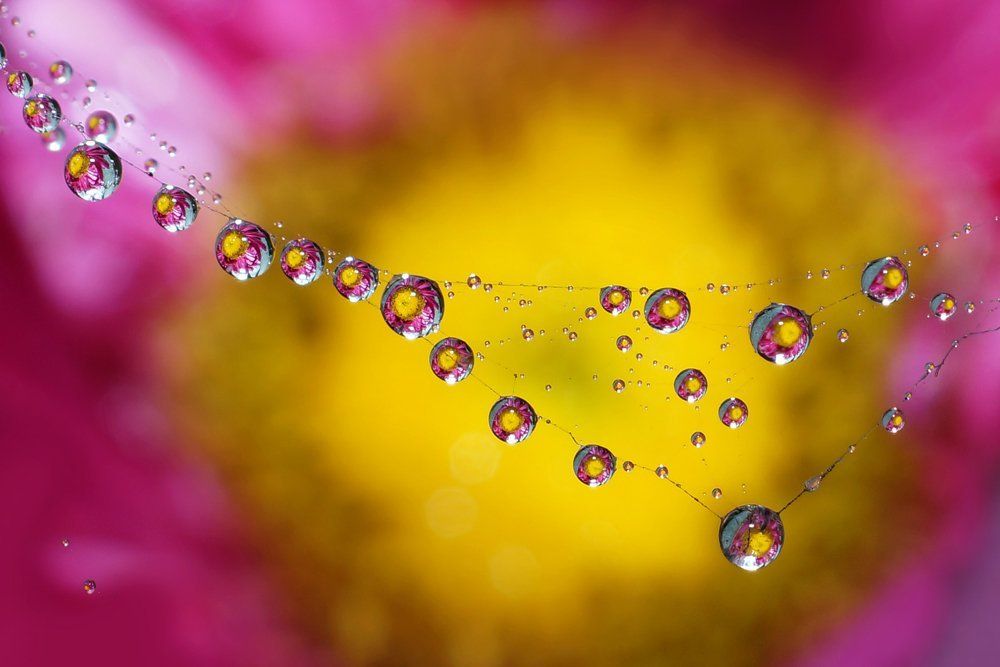 Dew's pearls Necklaces......As fresh as morning dew they still they on with flowers....flowers reflected in dew droplets its like nature's own very precious dew's pearls....i luv to click dew droplets... i click this photo at Name of Location is manali dh