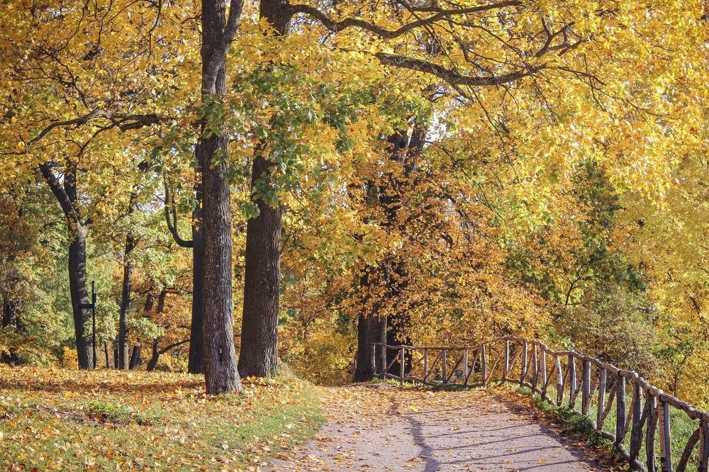 Золотая осень