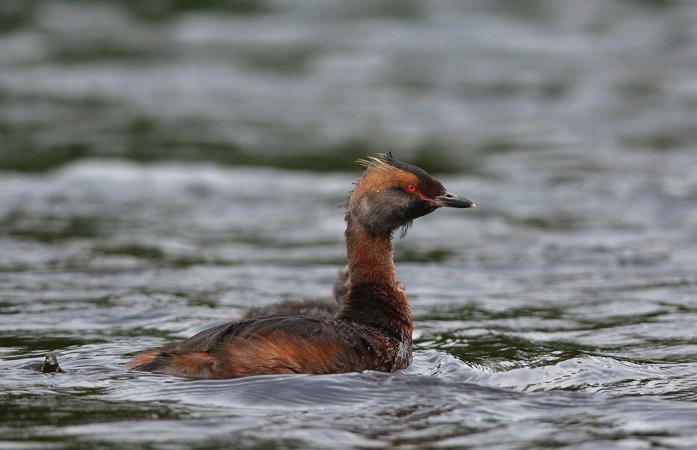 Родная стихия...