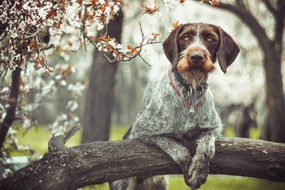 ШЕРЛОК ХОЛМС