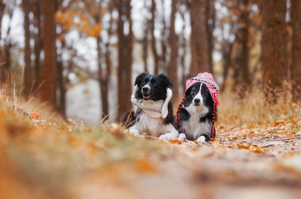 Прекрасная Осень