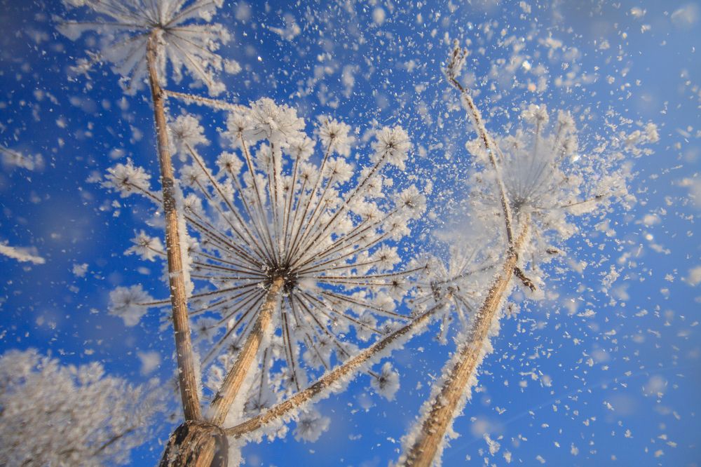 ЛУчшинй день зимы