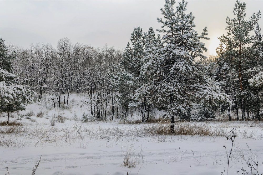 Зима пришла в лес...