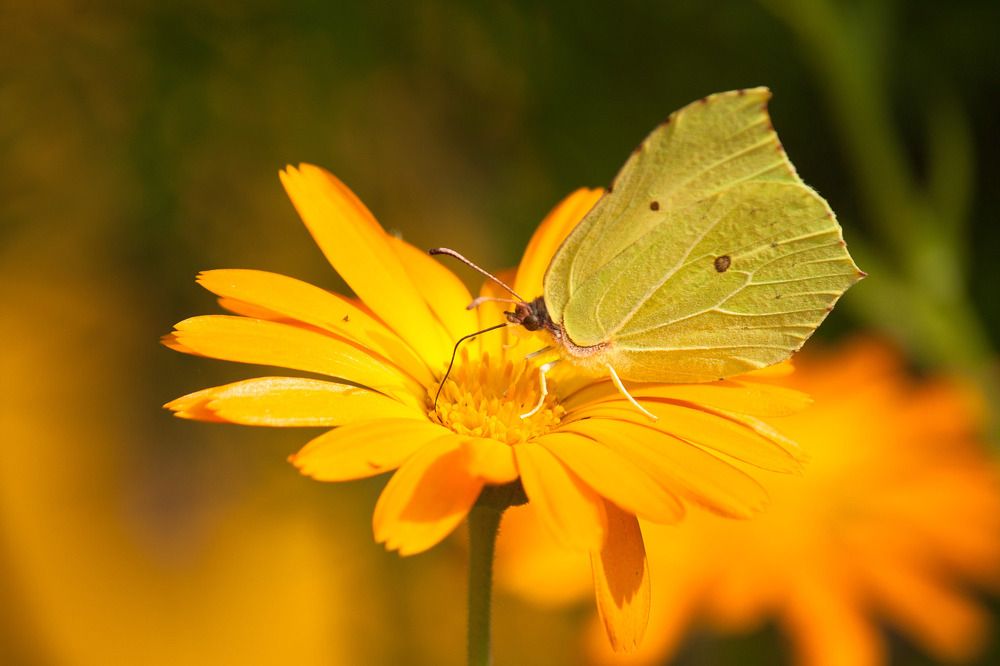 Солнечный мир