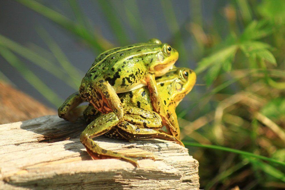 Создание новой жизни, или миром правит любовь