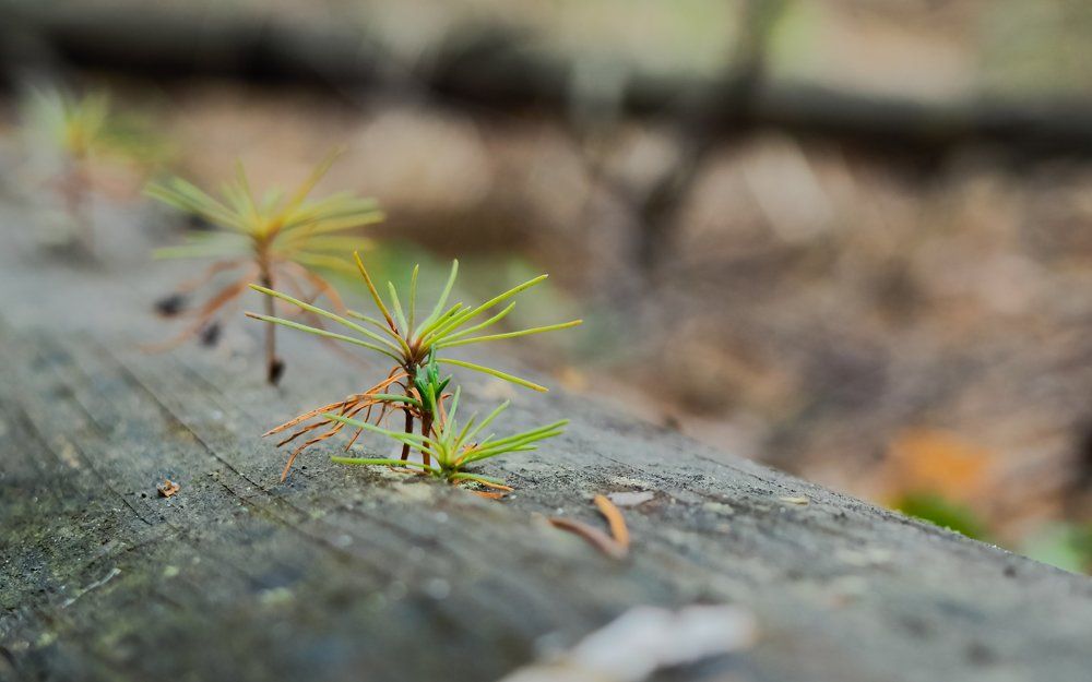 Макромир Парка "Нижняя кама"