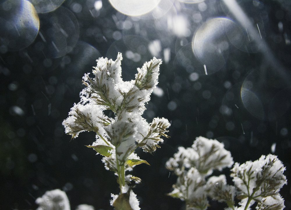 первый снег