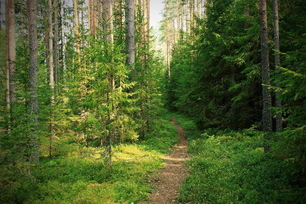 "Там на неведомых дорожках..." (с)