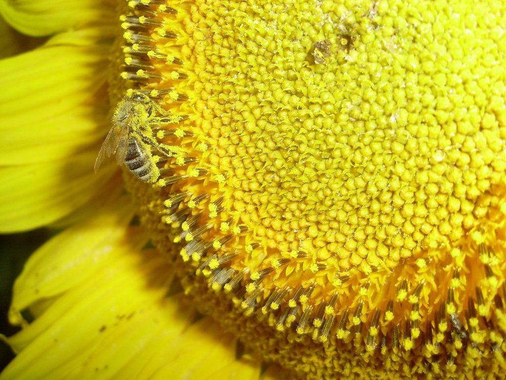 Жёлтый образ жизни.