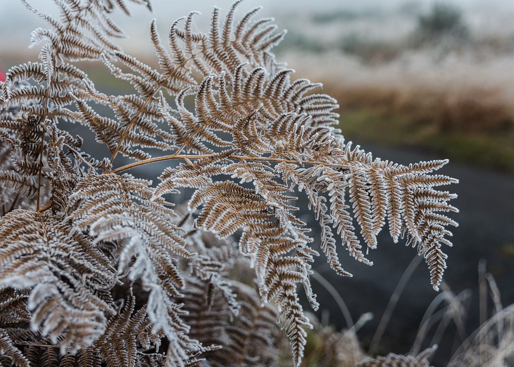 Decoration of winter