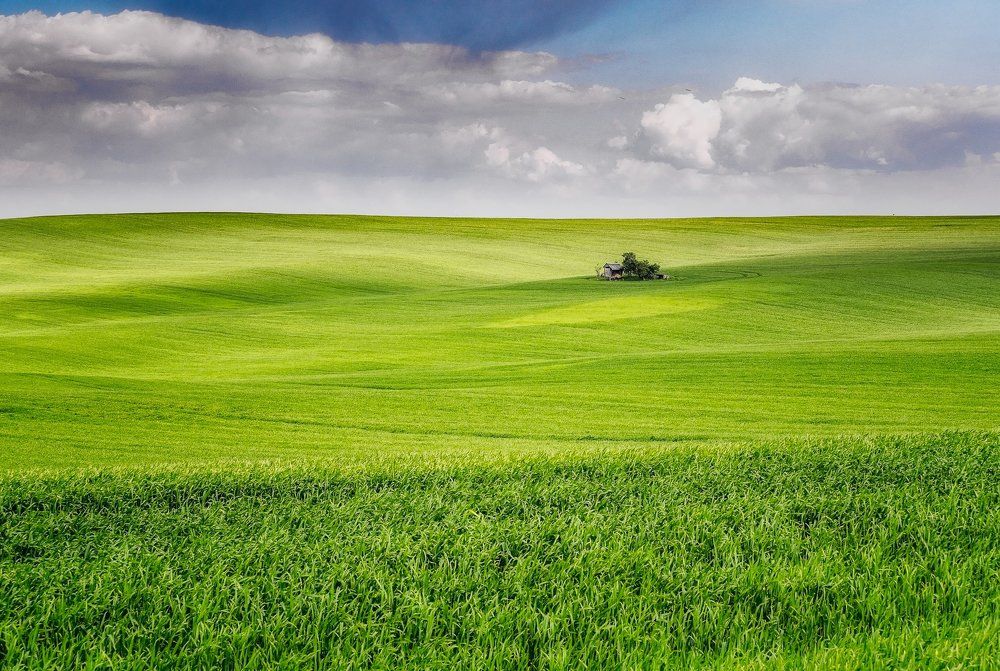 Весенний триколор