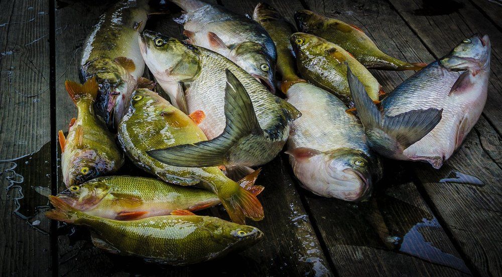 Речные дары