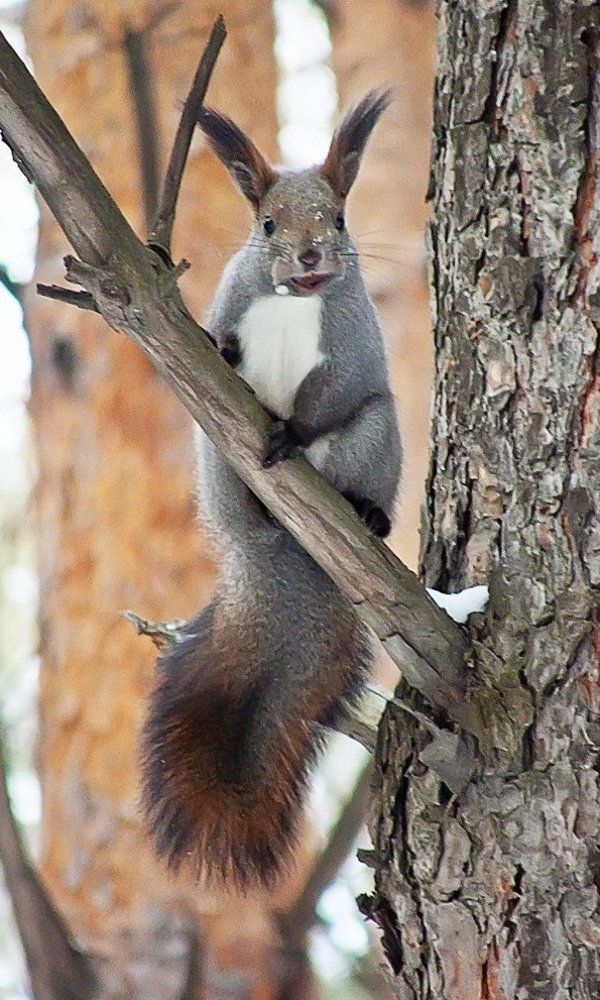счастливые Белки