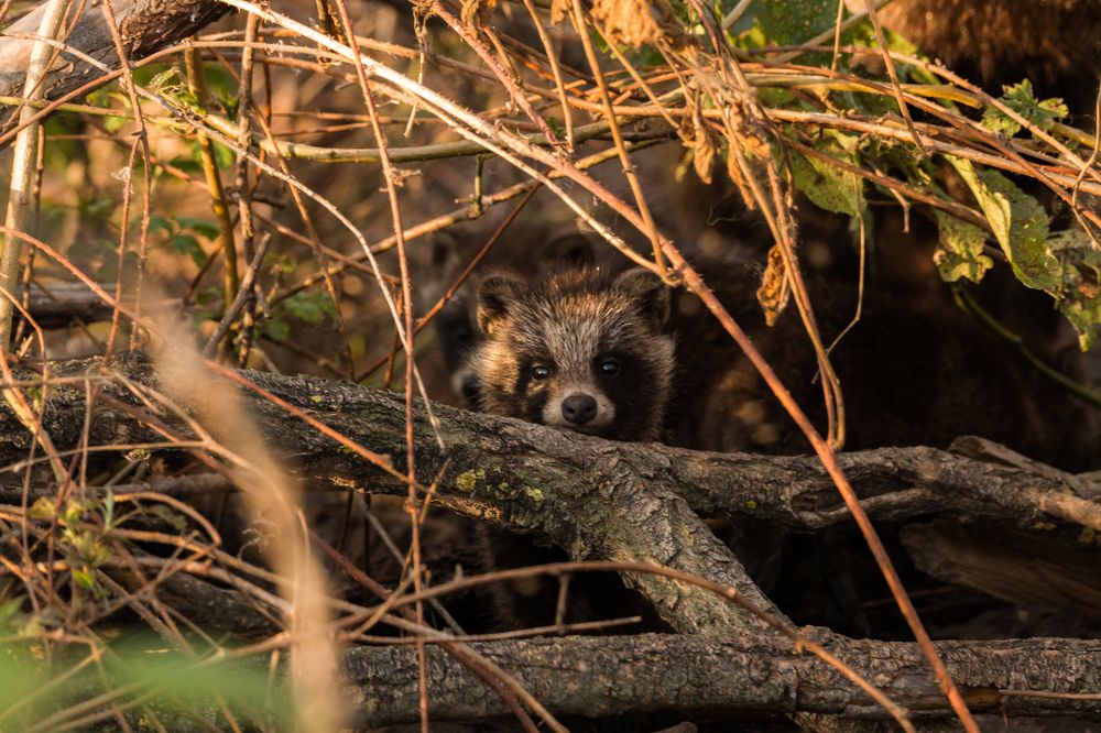 Photograph by Алексей Кашин