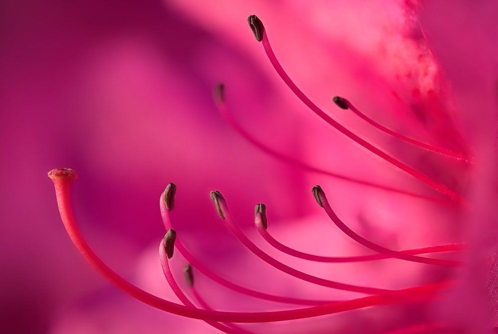 Все на один пестик? -:)