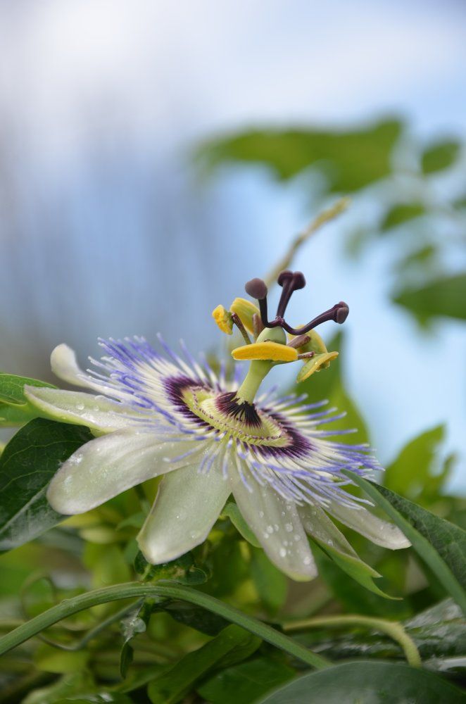 Пассифлора