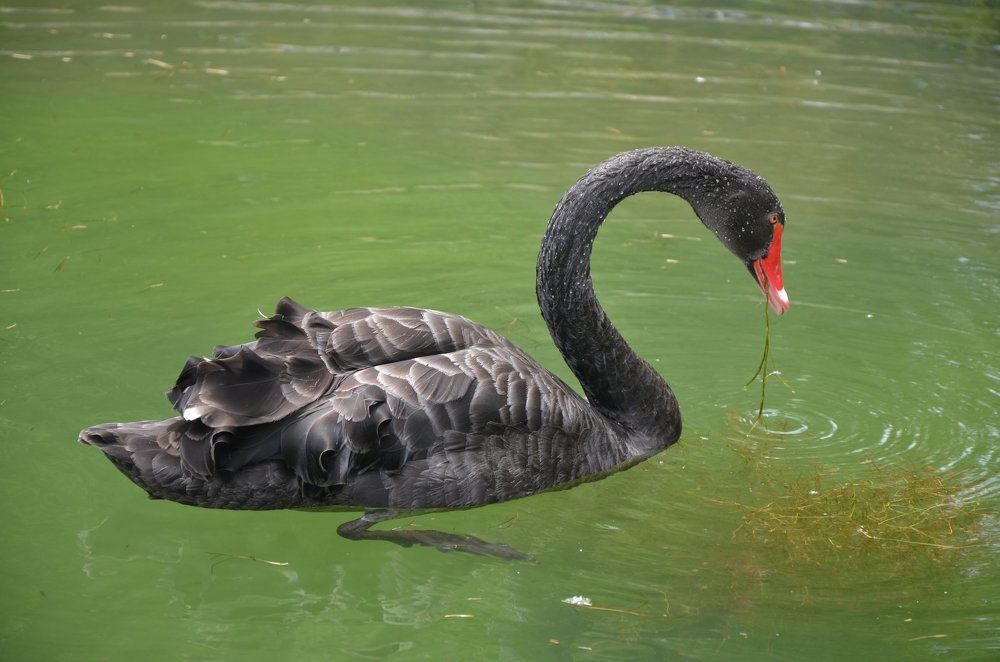 Чёрный лебедь