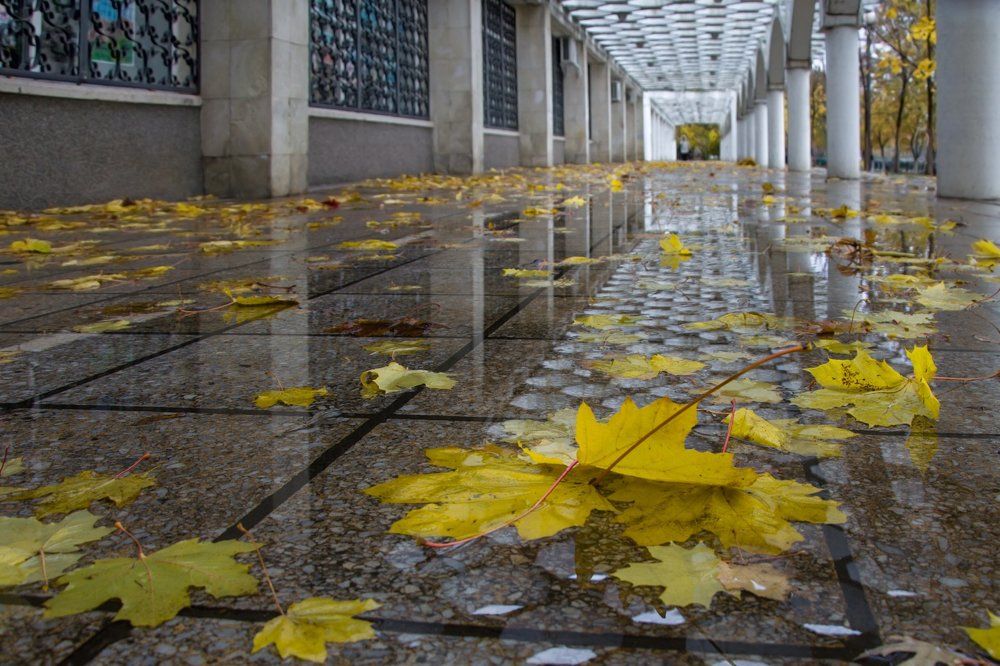 Золотая мокротень