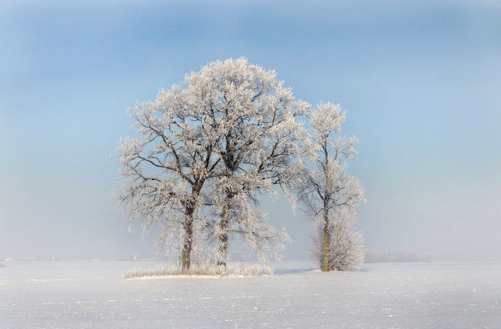 Frosted trees