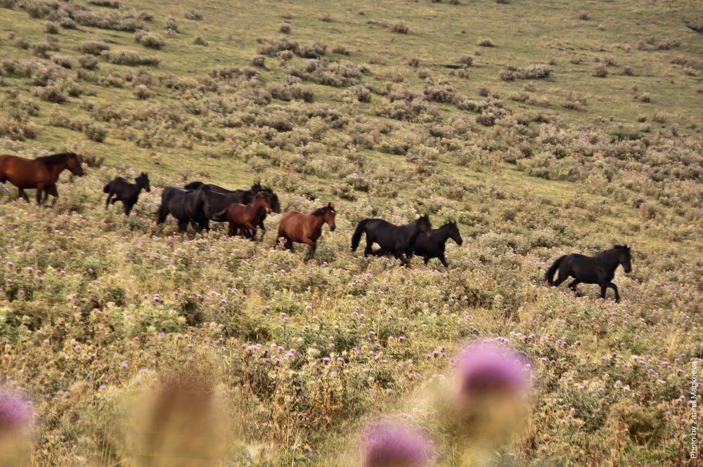 Photograph by Зарина Магкеева