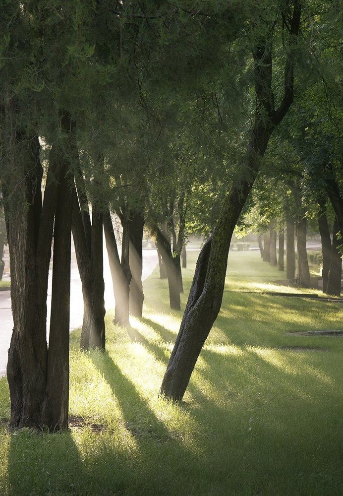 Утренний парк