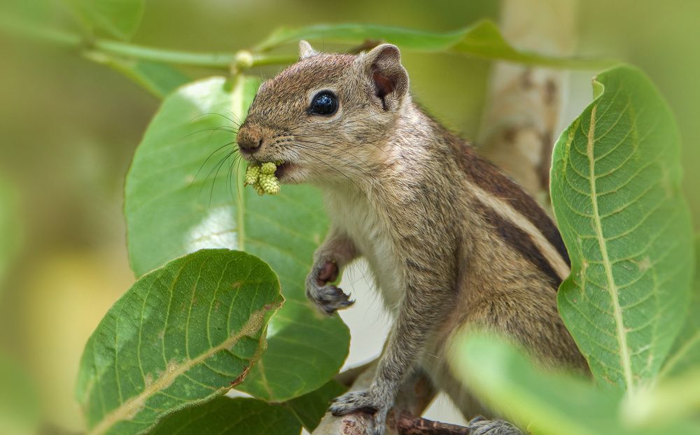 Cute squirrel eating a lot