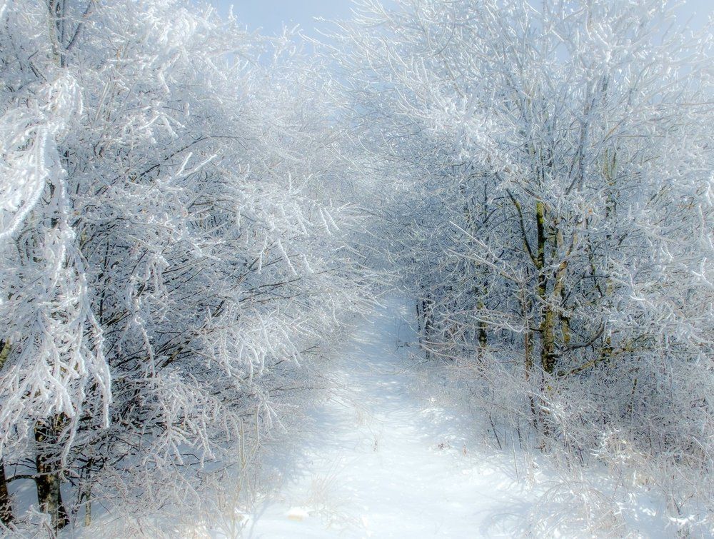 Зима пришла в лес