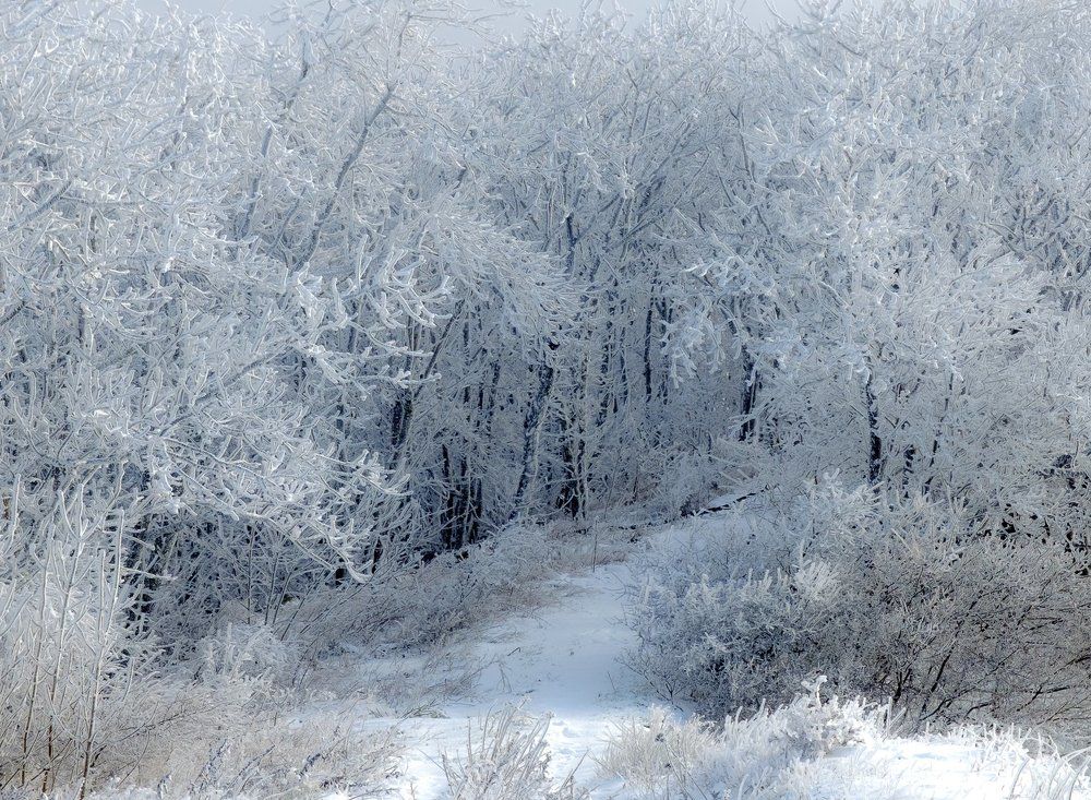 Волшебство зимы