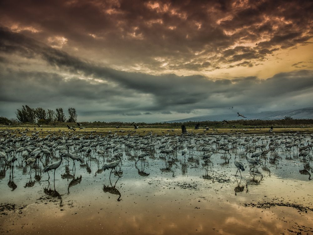 Where the wild cranes grow