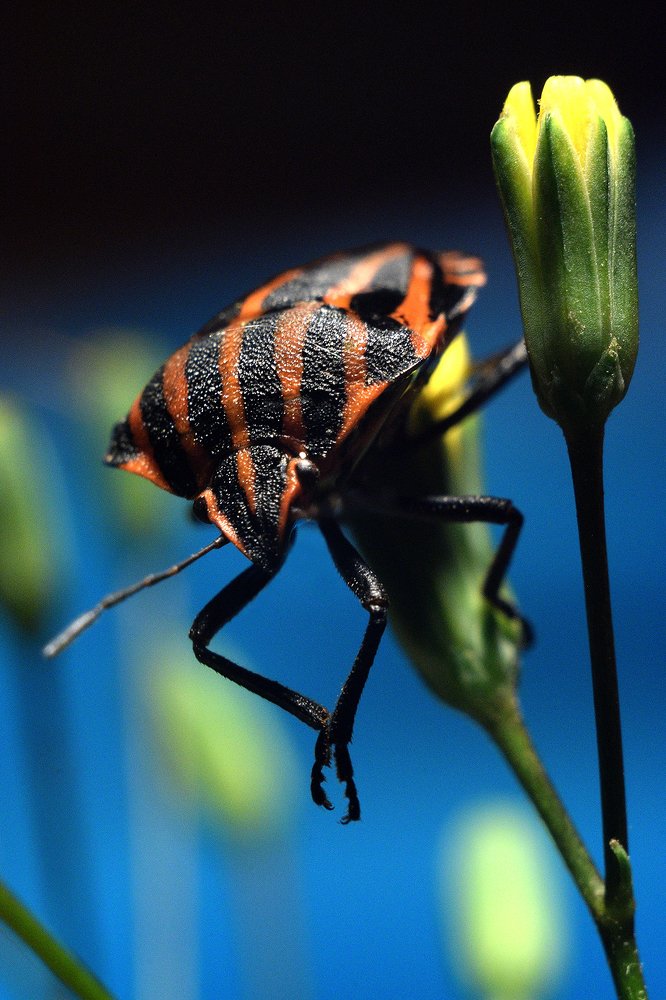 Итальянский клоп