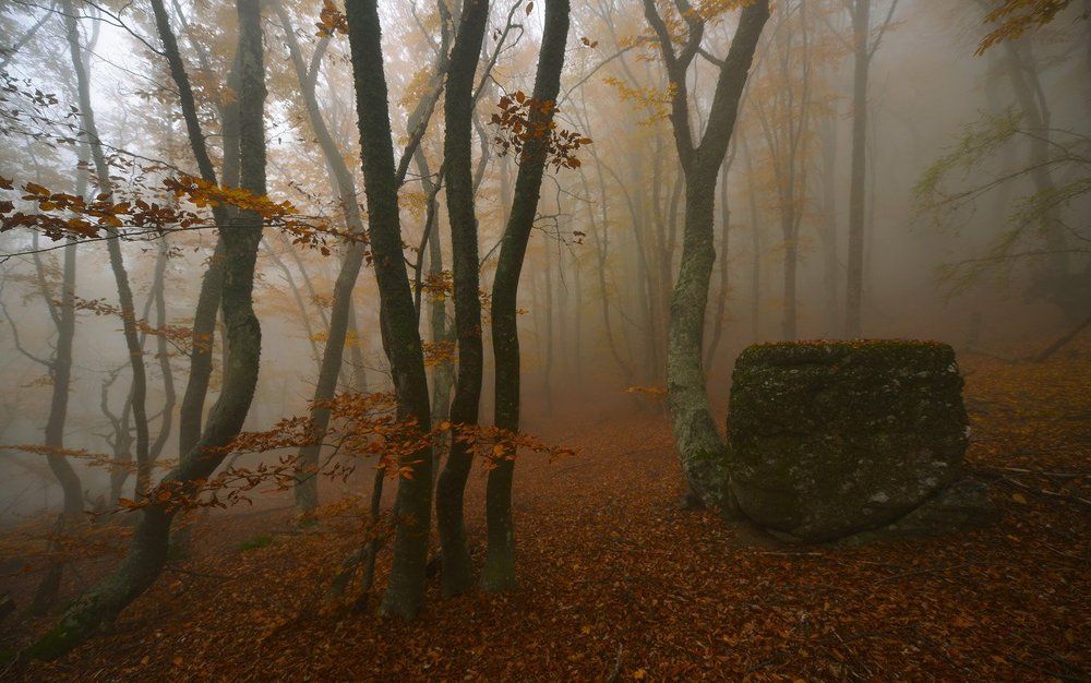 В гостях у Большой Улитки