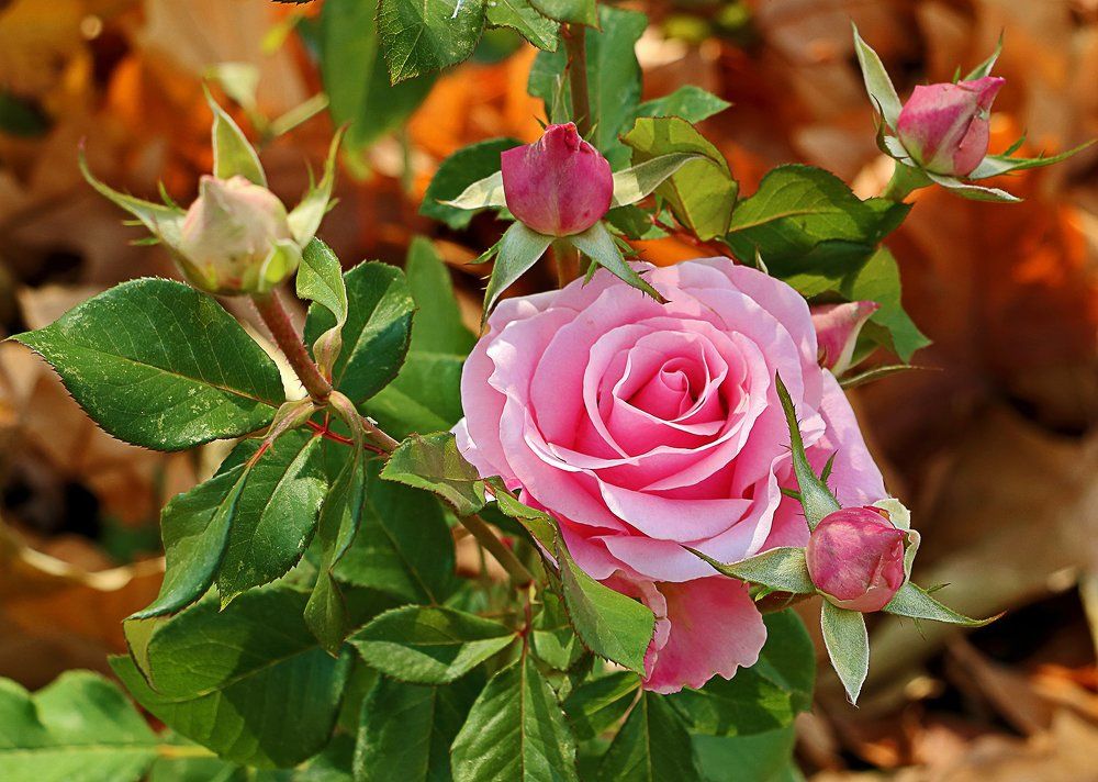 Розовое семейство