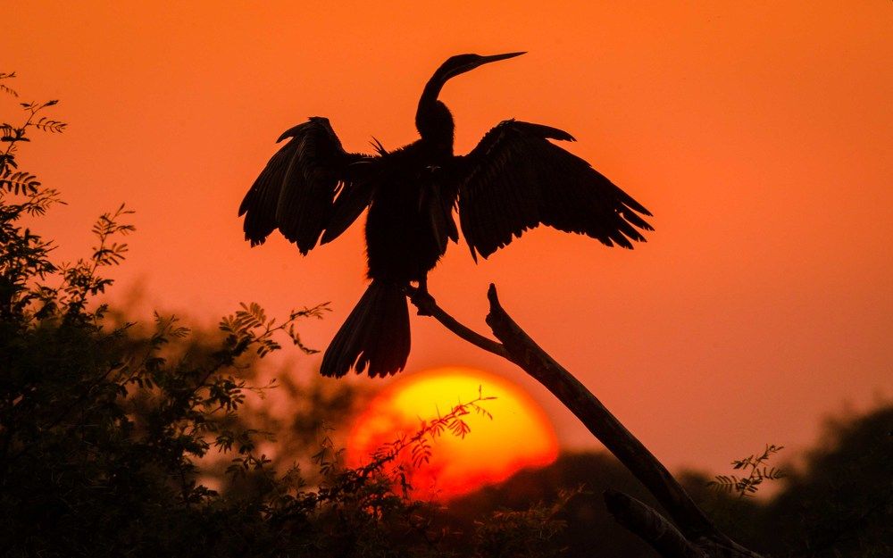 Darter during Sunset